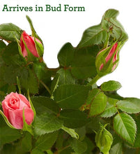 Load image into Gallery viewer, Classic Budding Rose, Large